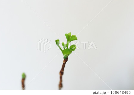 イチョウの葉　銀杏　緑色の銀杏の葉　新芽が出ている銀杏の葉 130648496