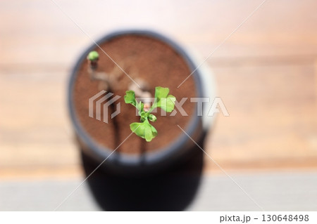 イチョウの葉 銀杏 緑色の銀杏の葉 新芽が出ている銀杏の葉 イチョウの葉 銀杏 緑色の銀杏の葉 新芽が出ている銀杏の葉 130648498