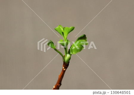 イチョウの葉　銀杏　緑色の銀杏の葉　新芽が出ている銀杏の葉 130648501