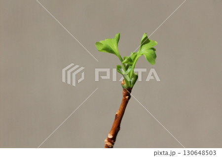 イチョウの葉 銀杏 緑色の銀杏の葉 新芽が出ている銀杏の葉 イチョウの葉 銀杏 緑色の銀杏の葉 新芽が出ている銀杏の葉 130648503