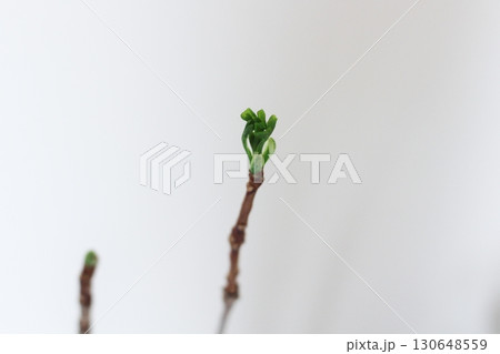 イチョウの葉 銀杏 緑色の銀杏の葉 新芽が出ている銀杏の葉 イチョウの葉 銀杏 緑色の銀杏の葉 新芽が出ている銀杏の葉 130648559