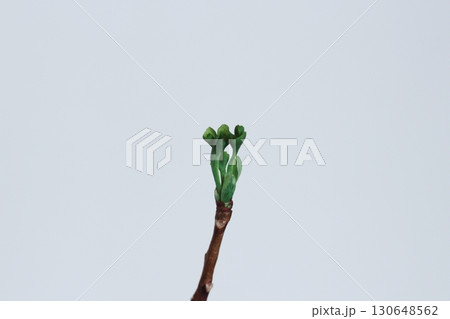 イチョウの葉　銀杏　緑色の銀杏の葉　新芽が出ている銀杏の葉 130648562