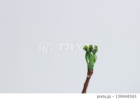 イチョウの葉 銀杏 緑色の銀杏の葉 新芽が出ている銀杏の葉 イチョウの葉 銀杏 緑色の銀杏の葉 新芽が出ている銀杏の葉 130648563