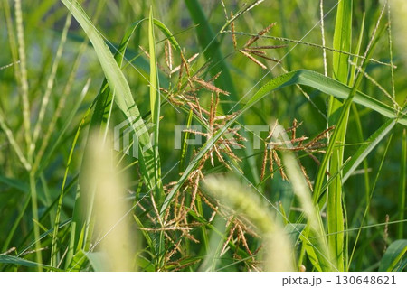 ハマスゲ・2025年㋇ 130648621