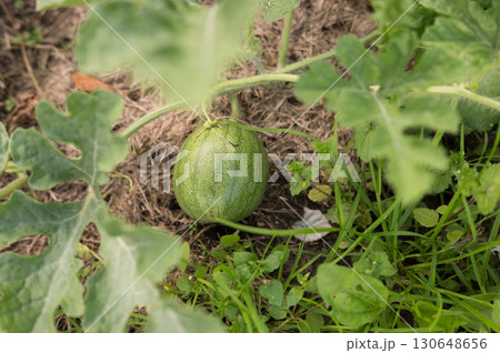 Young watermelon growing in a garden with lush green leaves and soil Young watermelon growing in a garden with lush green leaves and soil 130648656
