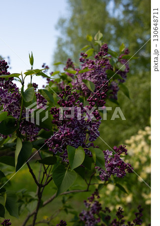 Vibrant purple lilac blooms against lush greenery in a tranquil garden setting 130648711