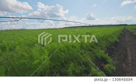 A Beautiful Lush Green carrots Agricultural Field Equipped with an Efficient Irrigation System A Beautiful Lush Green carrots Agricultural Field Equipped with an Efficient Irrigation System 130648884