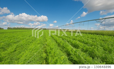 A lush and vibrant agricultural field flourishes under a clear, bright blue sky overhead A lush and vibrant agricultural field flourishes under a clear, bright blue sky overhead 130648896