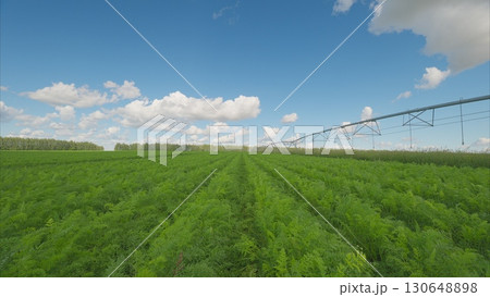 A Vibrant Green Agricultural Field Complemented by an Effective Irrigation System in Place 130648898