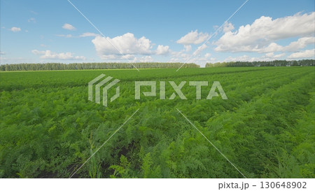 A Vibrant and Lush Green Agricultural Field Set Beneath a Bright and Clear Blue Sky Above A Vibrant and Lush Green Agricultural Field Set Beneath a Bright and Clear Blue Sky Above 130648902