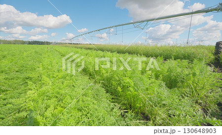 Vast, Expansive Green Fields Featuring an Advanced Irrigation System Beneath a Bright Sky Vast, Expansive Green Fields Featuring an Advanced Irrigation System Beneath a Bright Sky 130648903