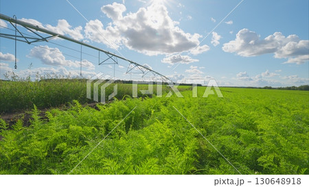 Lush and Vibrant Green Fields Spread Out Under a Bright and Clear Blue Sky Above Lush and Vibrant Green Fields Spread Out Under a Bright and Clear Blue Sky Above 130648918