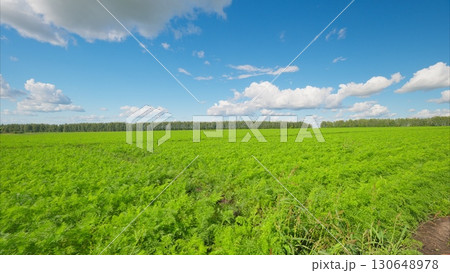 A Lush Green carrots Field Sprawling Under a Bright Blue Sky with Fluffy White Clouds Above A Lush Green carrots Field Sprawling Under a Bright Blue Sky with Fluffy White Clouds Above 130648978