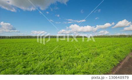 Expansive Vibrant Green Fields Beneath a Beautifully Bright Blue Sky on a Sunny Day Expansive Vibrant Green Fields Beneath a Beautifully Bright Blue Sky on a Sunny Day 130648979