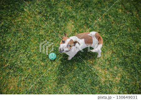 Cute Jack Russell Terrier stands on grass with a pleading look, glancing up at its owner beside a toy ball, eager to keep playing Cute Jack Russell Terrier stands on grass with a pleading look, glancing up at its owner beside a toy ball, eager to keep playing 130649031