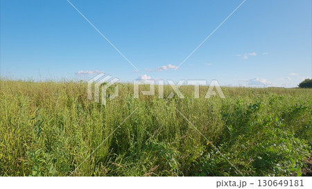 A Beautiful Lush Green Canola or Brassica Napus Field Spreading Under a Clear Blue Sky of Bright Sunshine A Beautiful Lush Green Canola or Brassica Napus Field Spreading Under a Clear Blue Sky of Bright Sunshine 130649181
