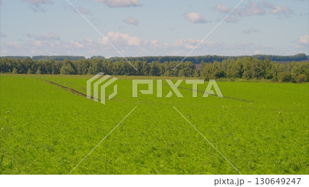 A lush green agricultural carrots field displays vibrant crops and trees beautifully in the background A lush green agricultural carrots field displays vibrant crops and trees beautifully in the background 130649247