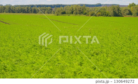 A Bright and Vibrant Green Agricultural Field Spread Beneath a Clear Blue Sky Above 130649272