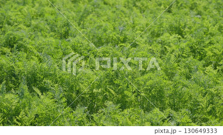 A Vibrant Green Field of Growth That Showcases Natures Splendor and Abundant Beauty 130649333