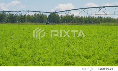 A Vast Lush Green Agricultural Field Thriving Under an Efficient Irrigation System A Vast Lush Green Agricultural Field Thriving Under an Efficient Irrigation System 130649341