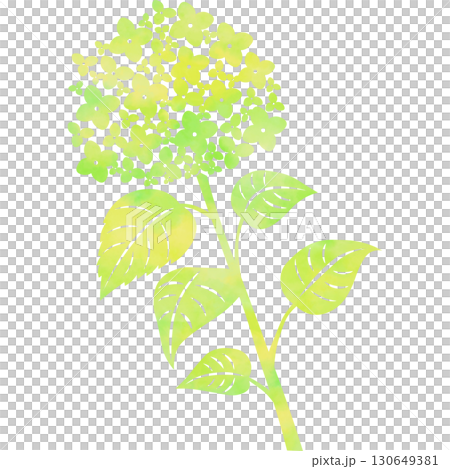 美麗的繡球花圖示圖像插圖的水彩圖案 130649381