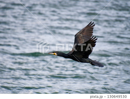 海の上を飛翔するカワウ 海の上を飛翔するカワウ 130649530