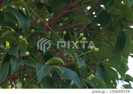 4月に沢山の真っ白な花を付けた"ヒトツバタゴ"の木に実・2025年㋆ 4月に沢山の真っ白な花を付けた"ヒトツバタゴ"の木に実・2025年㋆ 130649539