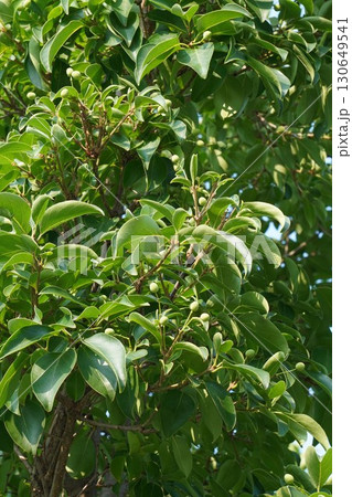 4月に沢山の真っ白な花を付けた"ヒトツバタゴ"の木に実・2025年㋆　 130649541