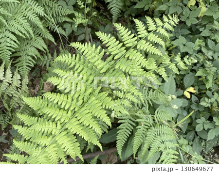 緑が美しいシダの背景 130649677