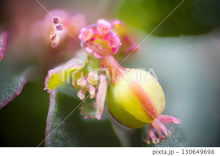 コニシキソウの花器のマクロ写真 130649698