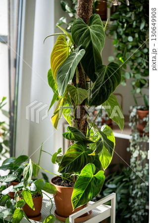 Philodendron plant support homemade sphagnum moss pole and plastic fine-mesh garden netting at home Philodendron plant support homemade sphagnum moss pole and plastic fine-mesh garden netting at home 130649908