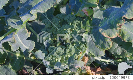 Fresh Broccoli is Thriving and Growing Steadily in a Lush Field Under the Sunlight Fresh Broccoli is Thriving and Growing Steadily in a Lush Field Under the Sunlight 130649978