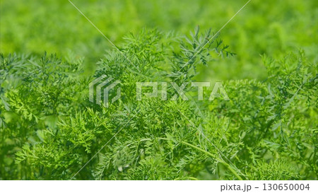 A Vibrant Field Landscape Filled with Lush and Green Foliage for All to Enjoy and Appreciate 130650004