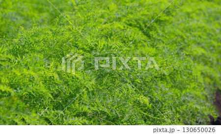 The Lush Green carrots Foliage Flourishing Beautifully in a Vibrant Field That Exudes Life and Color The Lush Green carrots Foliage Flourishing Beautifully in a Vibrant Field That Exudes Life and Color 130650026