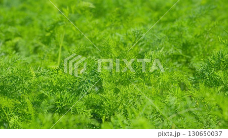 Vibrant Green Fields Full of Freshly Grown Vegetation and Abundant Life All Around Them 130650037