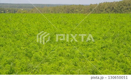 A Lush Green Agricultural Field Richly Filled with Vibrant Vegetation, Nature, and Life 130650051