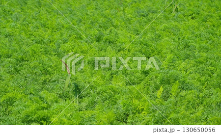 Lush and Expansive Green Field with Vibrant and Diverse Foliage Flourishing Within 130650056