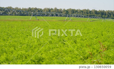 Lush Green Fields Enhanced with a Modern Irrigation System for Optimal Growth and Health 130650059