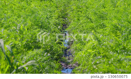 Lush and Vibrant Green carrots Fields with a Beautiful Waterway Flowing Through Them on a Sunny Day 130650075