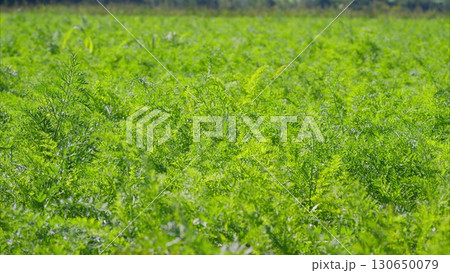 A Vibrant Green Field Filled with Various Growing Plants Flourishing Under the Sun 130650079