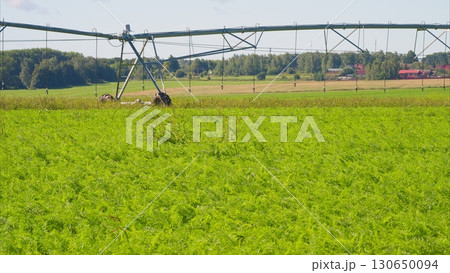 The Irrigation System Set Up in a Lush Green and Fertile Field for Optimal Growth and Harvesting 130650094