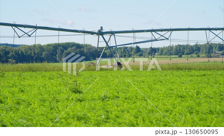 An Irrigation System is crucial for a thriving Green Agricultural Field, ensuring optimal growth 130650095