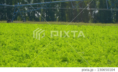 A Beautiful and Vibrant Green Agriculture Field with an Advanced Irrigation System in Place A Beautiful and Vibrant Green Agriculture Field with an Advanced Irrigation System in Place 130650104