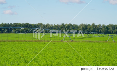 A Beautiful Irrigated Farm Landscape that Features Automated Systems for Enhanced Productivity 130650128