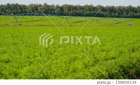 A Beautiful Lush Green Field Featuring an Advanced Irrigation System for Agriculture 130650134