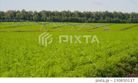 Irrigated Green Fields with Sprinklers Set in a Beautiful Agricultural Landscape 130650137