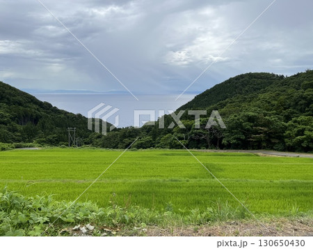 佐渡島 赤玉棚田 佐渡島 赤玉棚田 130650430