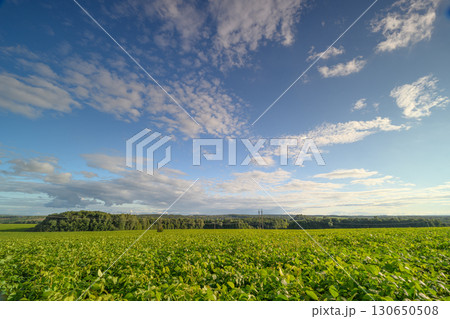 Vibrant Green Fields Beneath a Stunningly Beautiful Blue Sky Decorated with Soft Clouds Vibrant Green Fields Beneath a Stunningly Beautiful Blue Sky Decorated with Soft Clouds 130650508