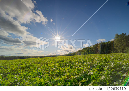 Lush Green Fields Stretching Under a Bright Blue Sky Illuminated by Warm Sunlight Lush Green Fields Stretching Under a Bright Blue Sky Illuminated by Warm Sunlight 130650510