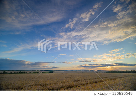 A Serene Sunset Over a Beautiful Cotton Field, Perfectly Capturing Natures Tranquility A Serene Sunset Over a Beautiful Cotton Field, Perfectly Capturing Natures Tranquility 130650549